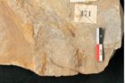 Foto (Detailansicht) von Walchia piniformis Sternbg. (NHMW-GEO-2024-0188-11121)